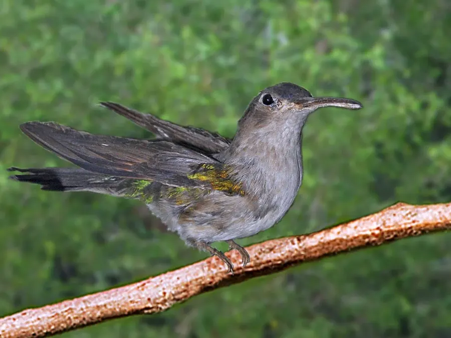 The Curve-winged sabrewing card