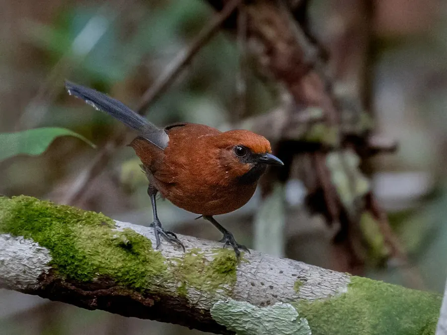 The Ruddy spinetail card
