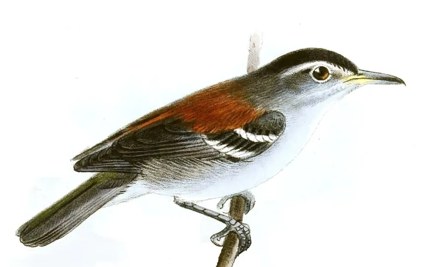 The Ash-winged antwren card