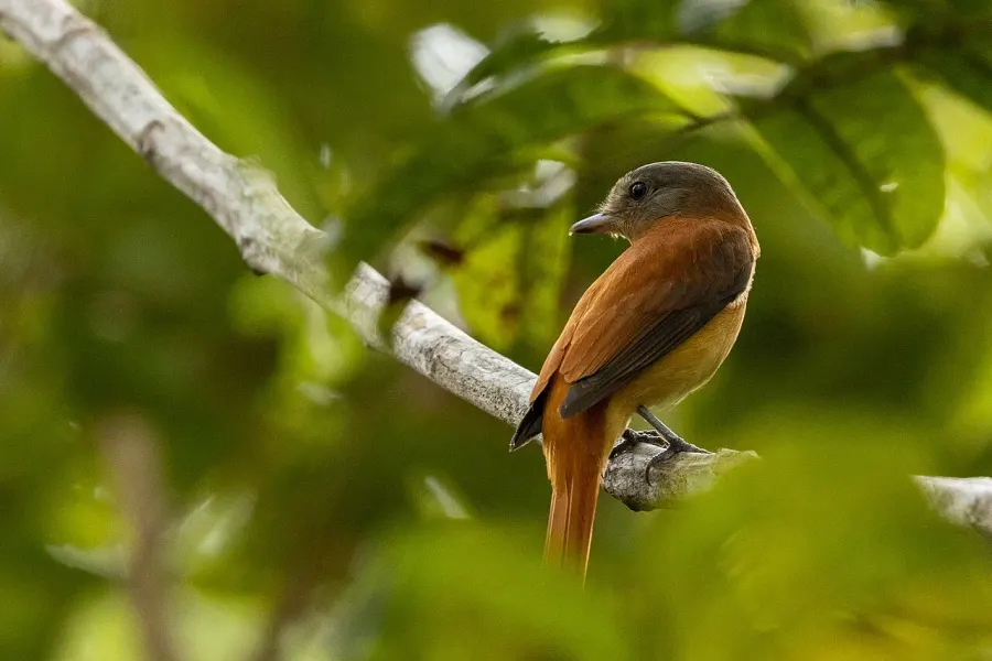 The Rufous-tailed attila card