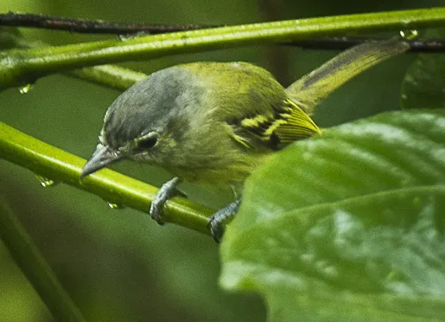 The Ashy-headed tyrannulet card