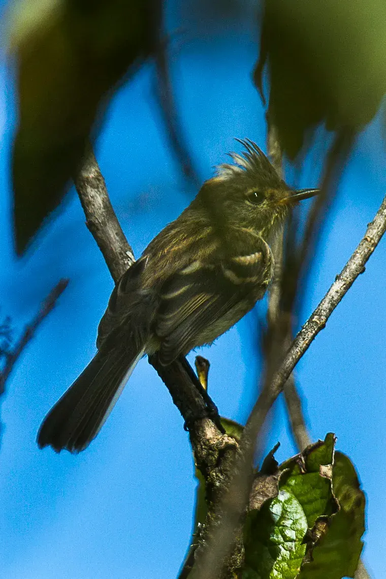 The Black-crested tit-tyrant card