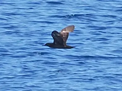 La carte Puffin de Heinroth