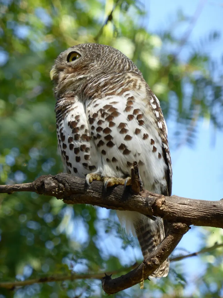 The African barred owlet card