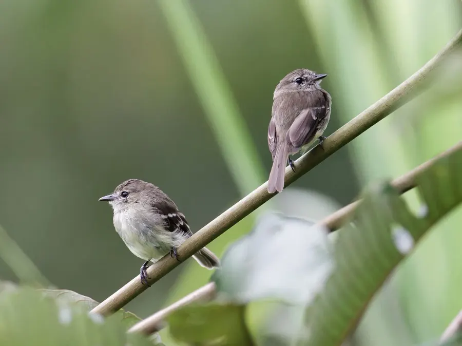 The Olive-chested flycatcher card