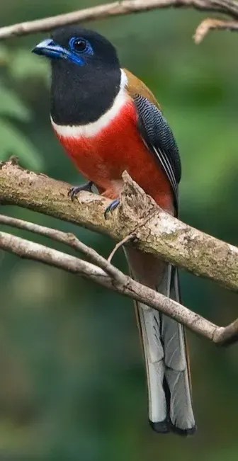 La carte Trogon de Malabar