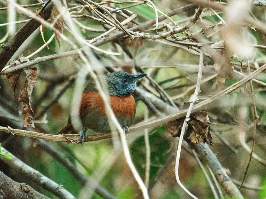 The Rufous-breasted spinetail card