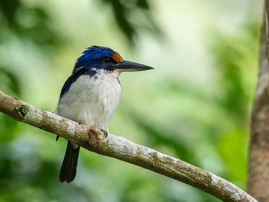 The Rufous-lored kingfisher card