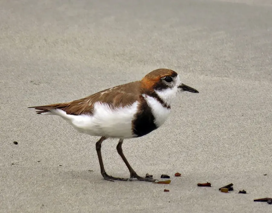 The Two-banded plover card