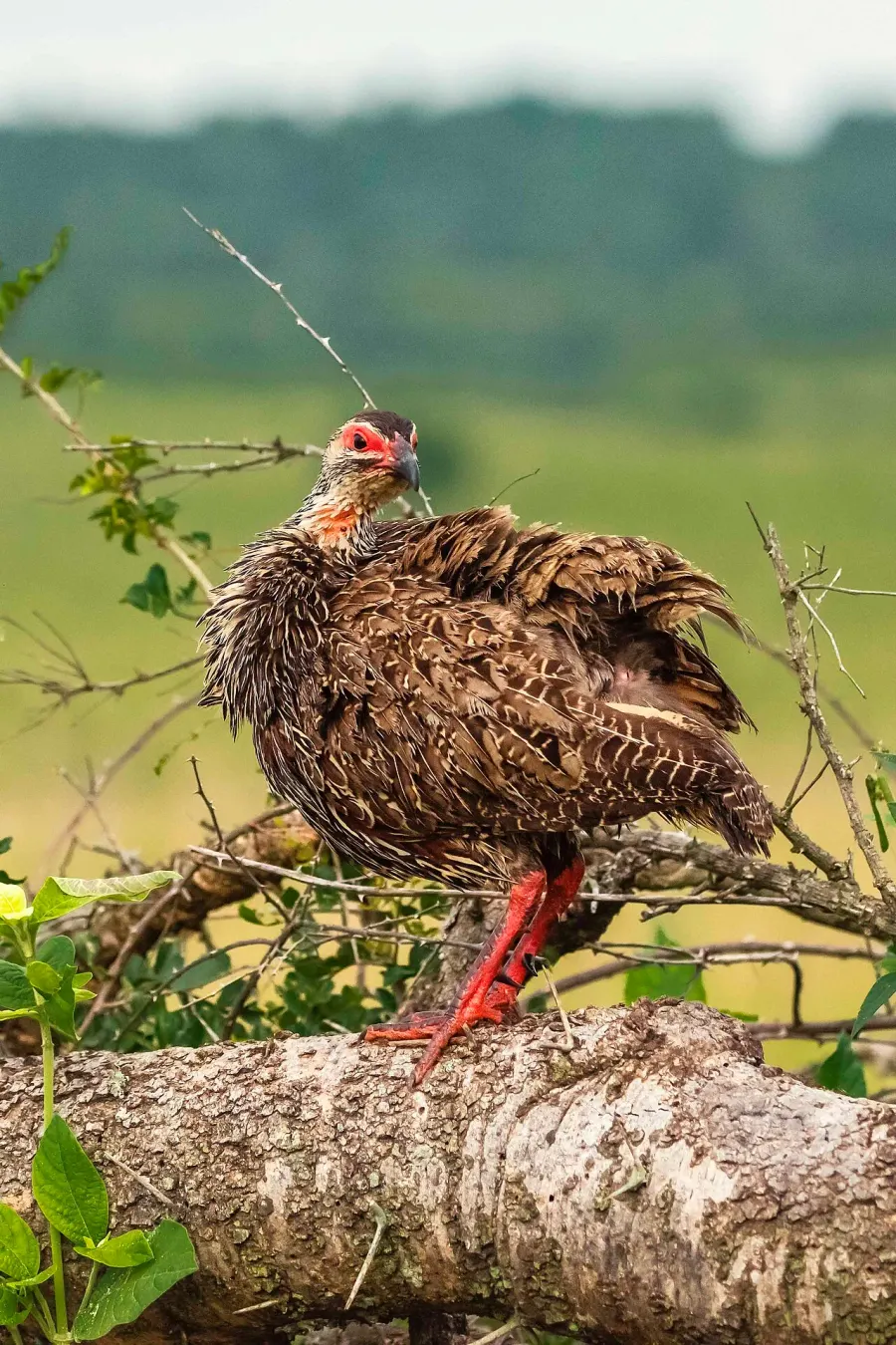 The Clapperton's spurfowl card