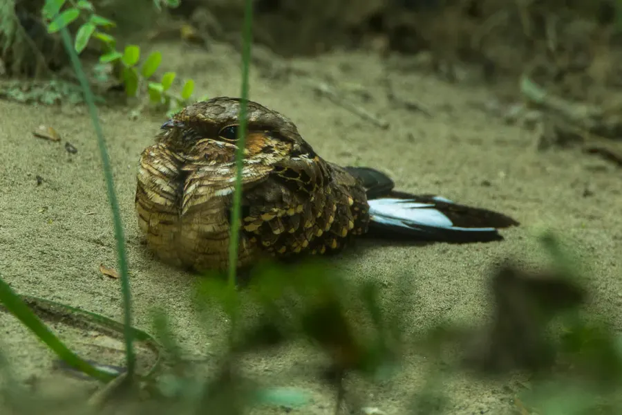 The Buff-collared nightjar card