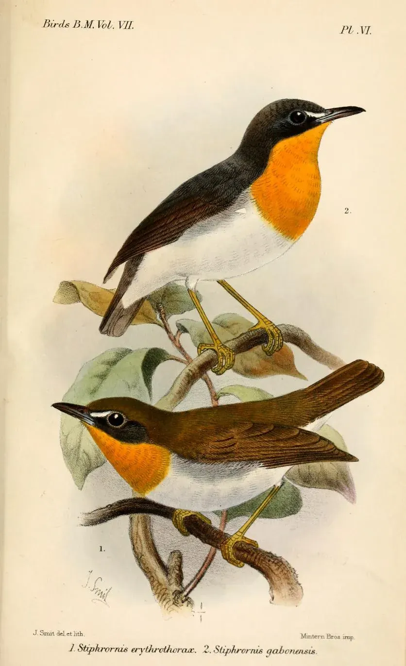 The Orange-breasted forest robin card