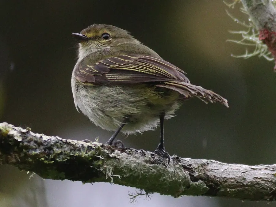 The Choco tyrannulet card
