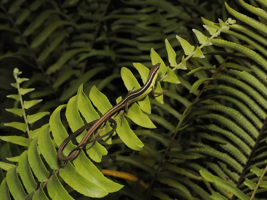 The Takydromus sexlineatus card