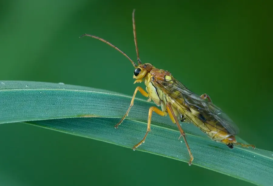 La carte Tenthredinidae
