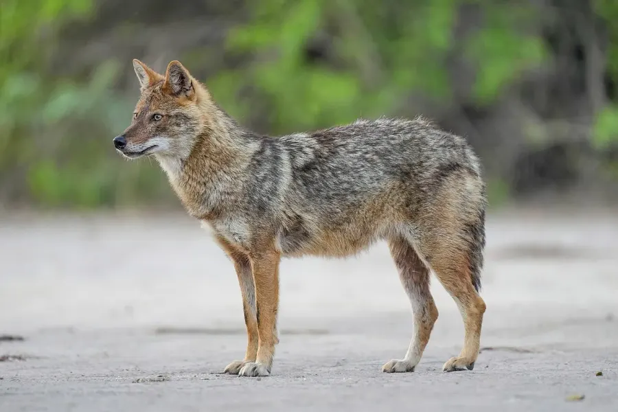 The Golden jackal card