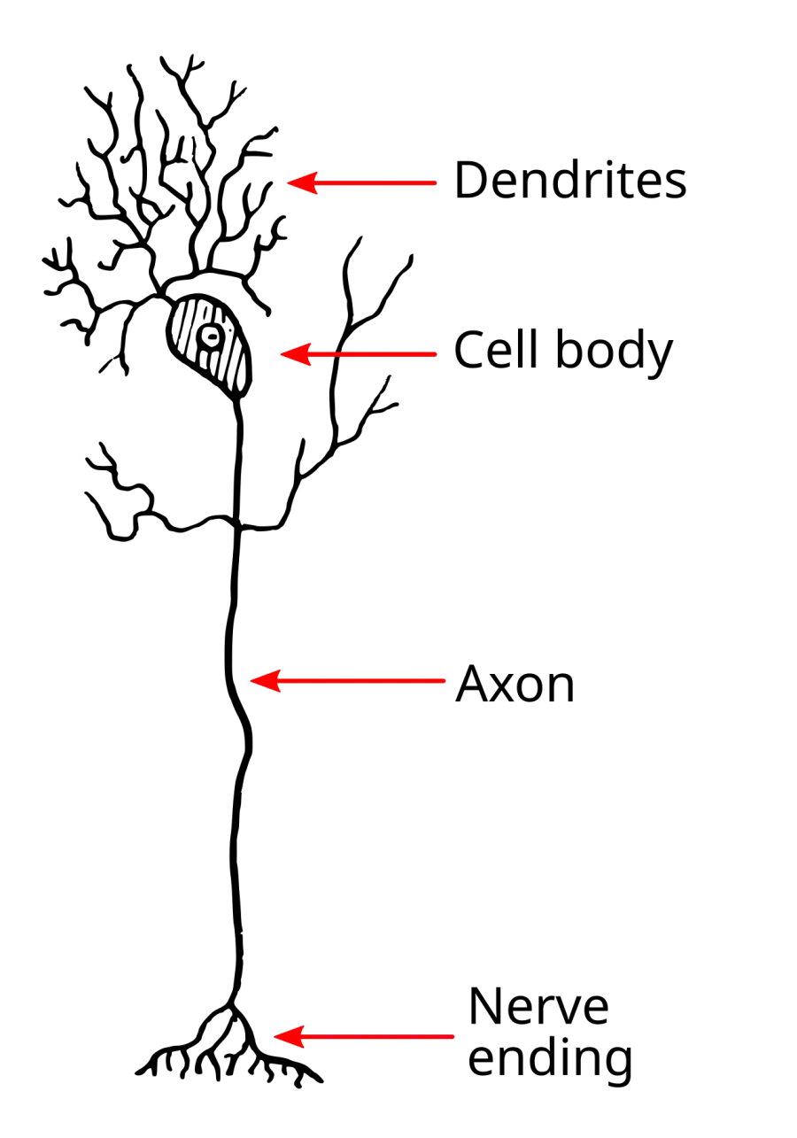 La carte Dendrite