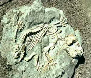 The Diictodon card