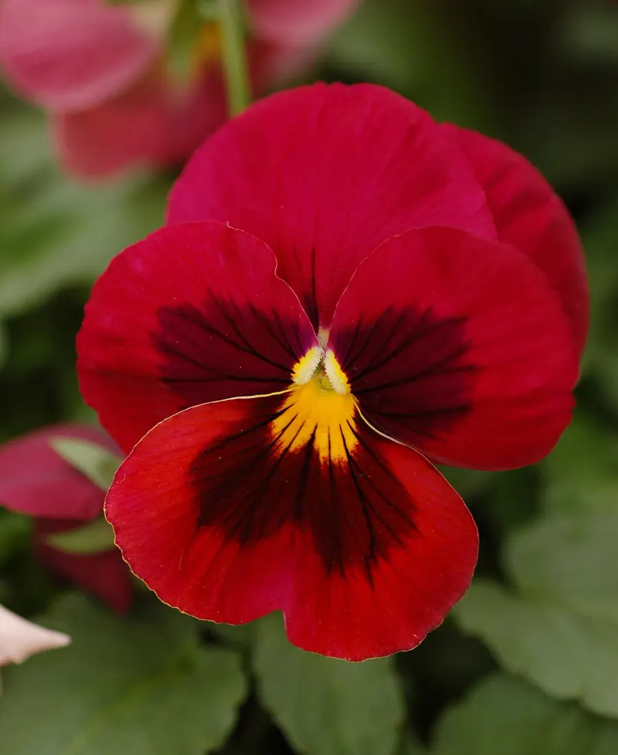 The Pansy card