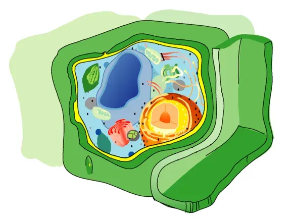 The Cell wall card