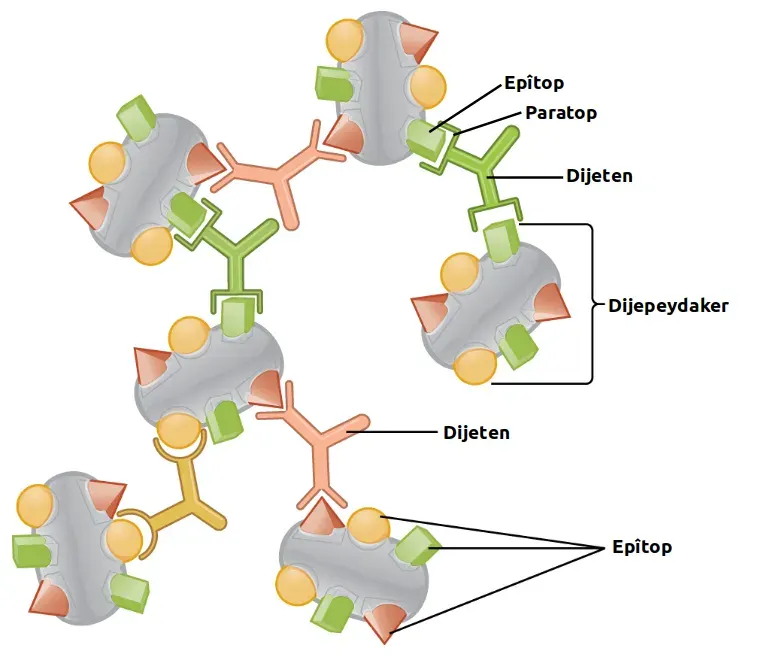 The Epitope card