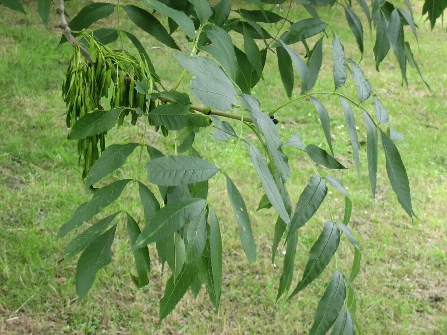 The Fraxinus card