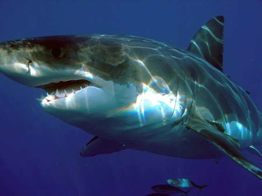 The Great white shark card