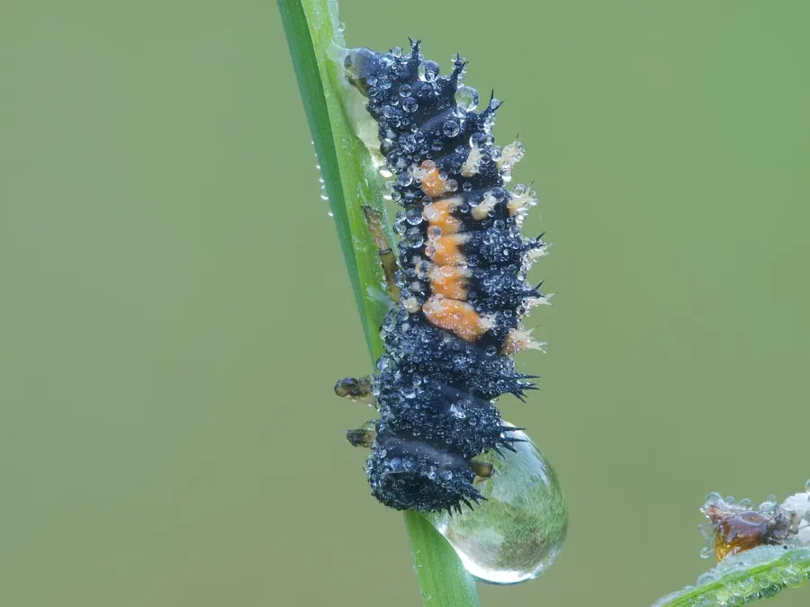 The Larva card