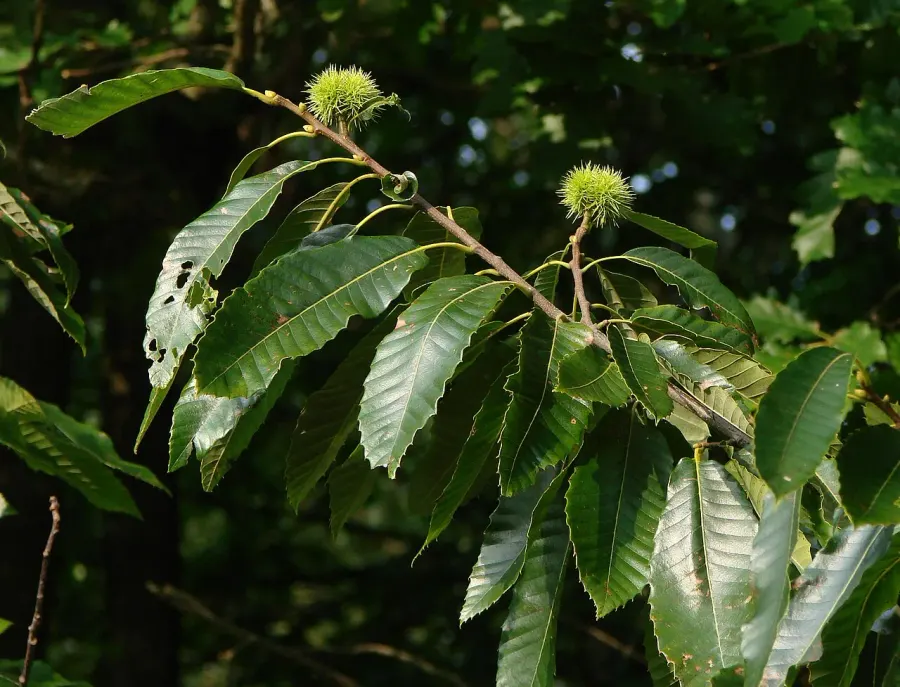 The Chestnut card