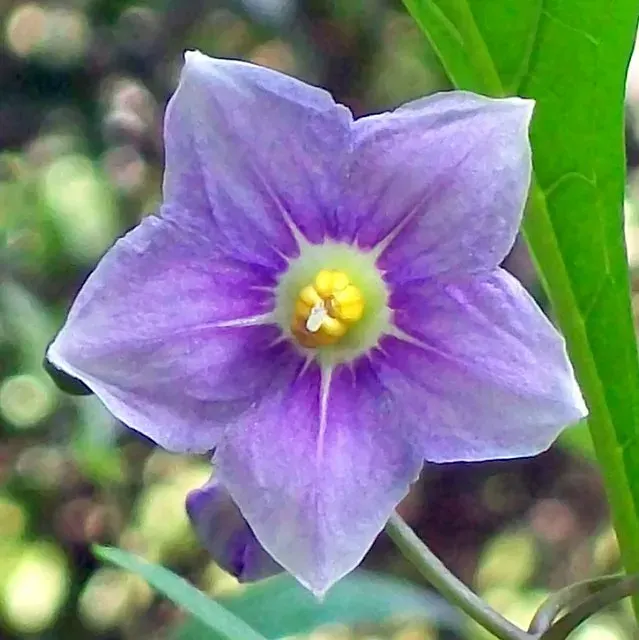 The Solanum aviculare card