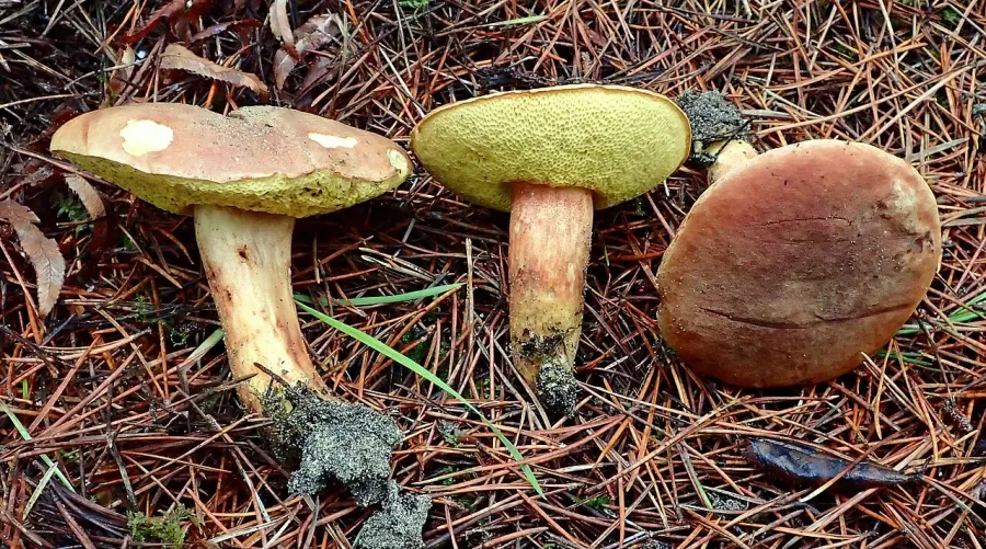 La carte Xerocomus ferrugineus