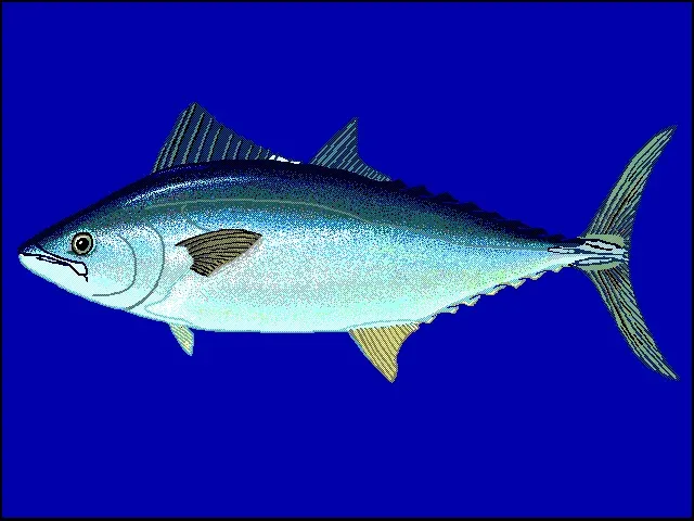 La carte Orcynopsis unicolor