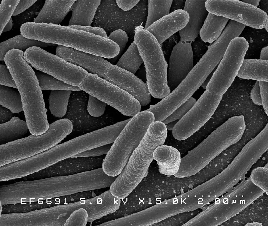 La carte Pseudomonadota