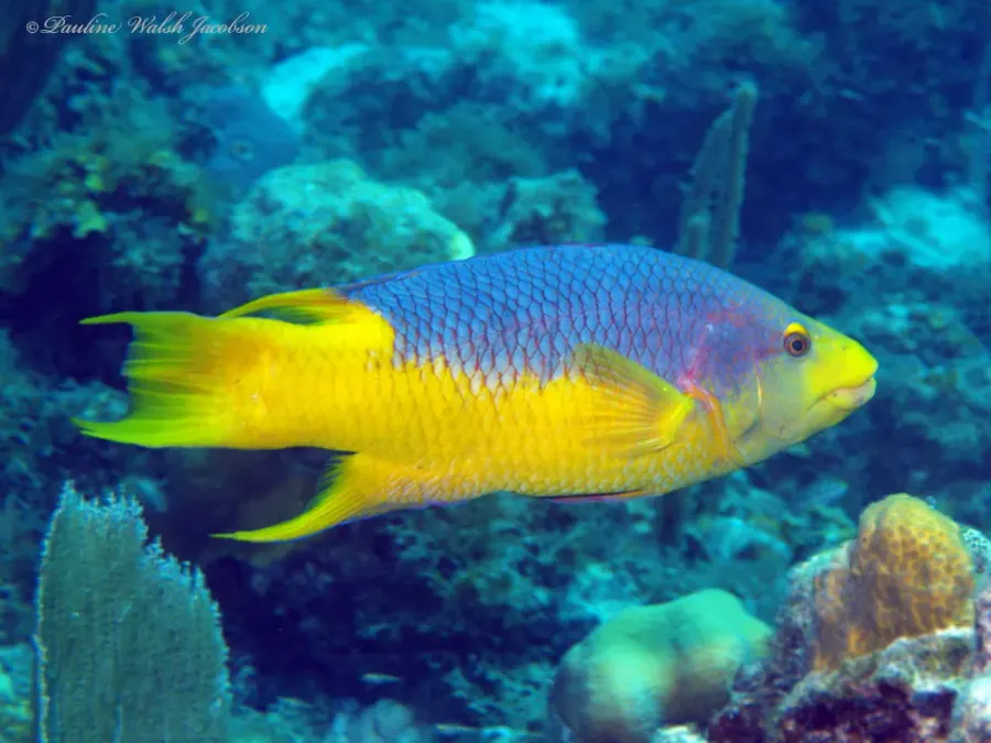 The Spanish hogfish card