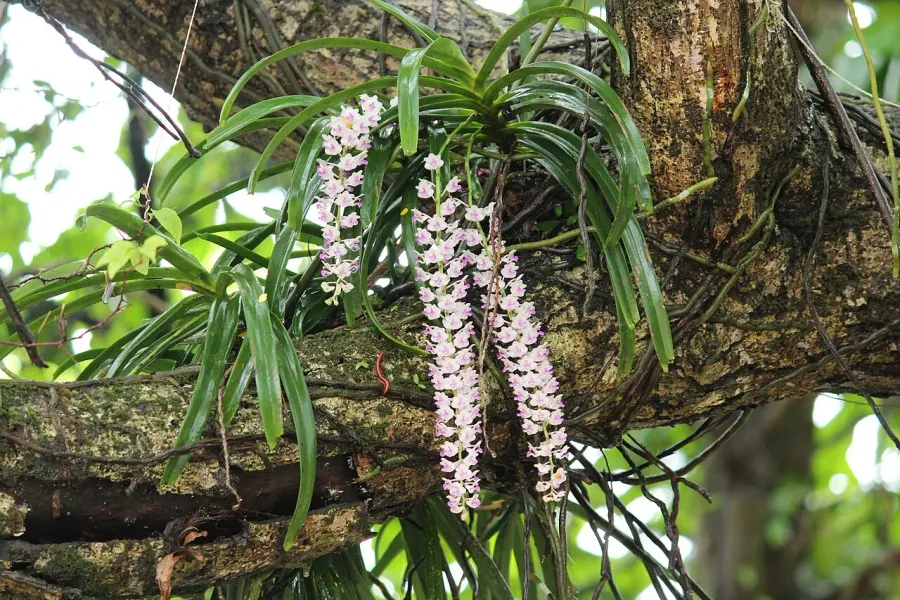 The Rhynchostylis card
