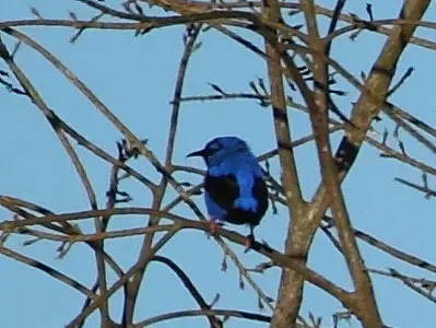 The Short-billed honeycreeper card
