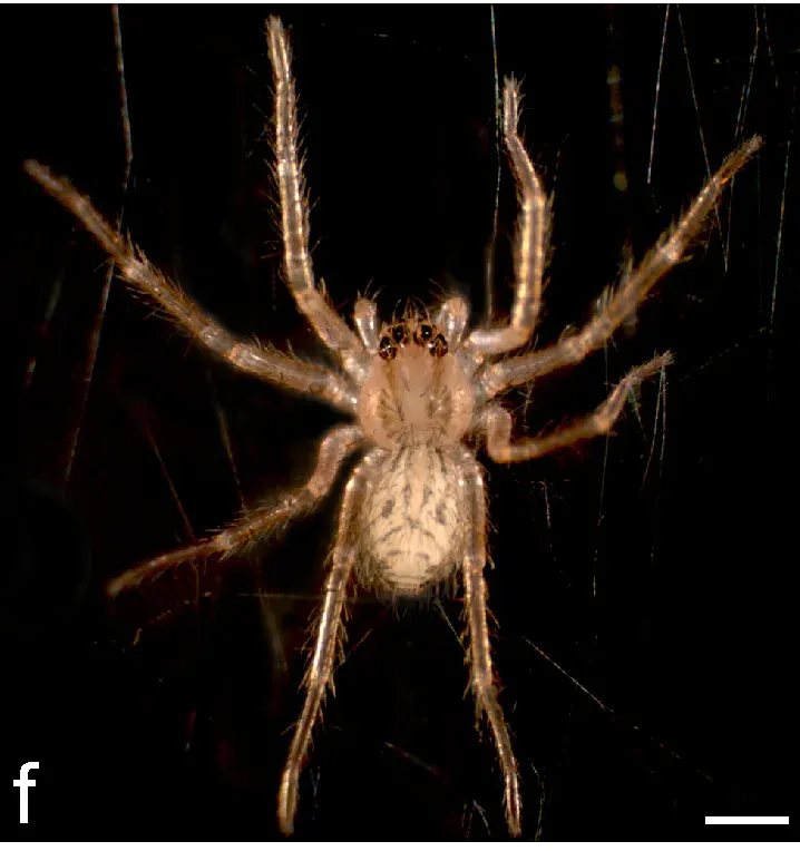 La carte Cupiennius