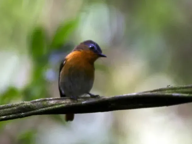 The White-bellied robin-chat card
