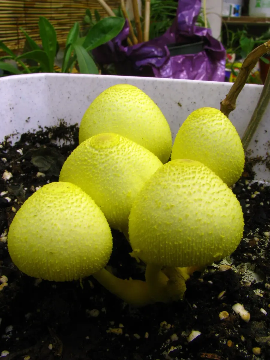 The Leucocoprinus card