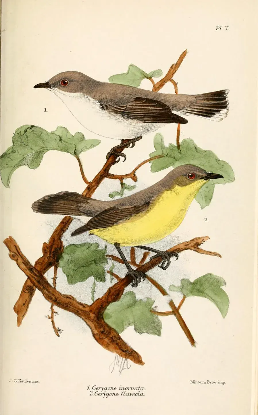 The Plain gerygone card