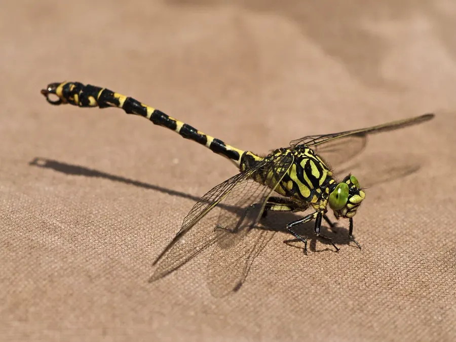 The Onychogomphus card