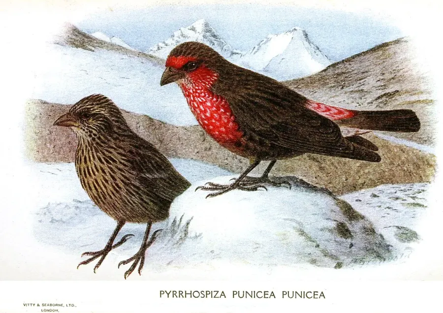 La carte Roselin à gorge rouge