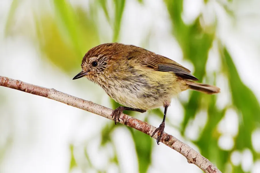 The Striated thornbill card