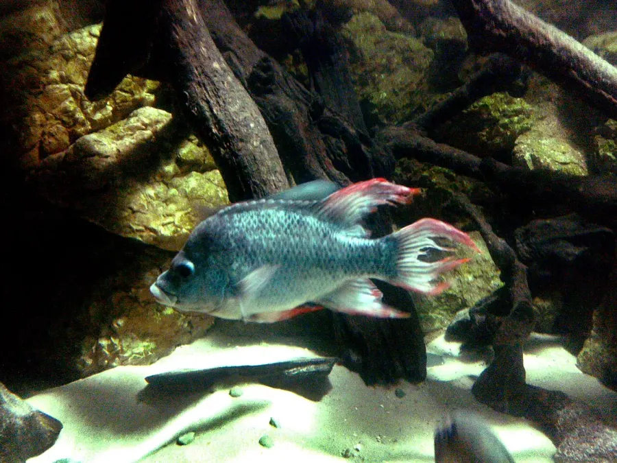 La carte Ptychochromis