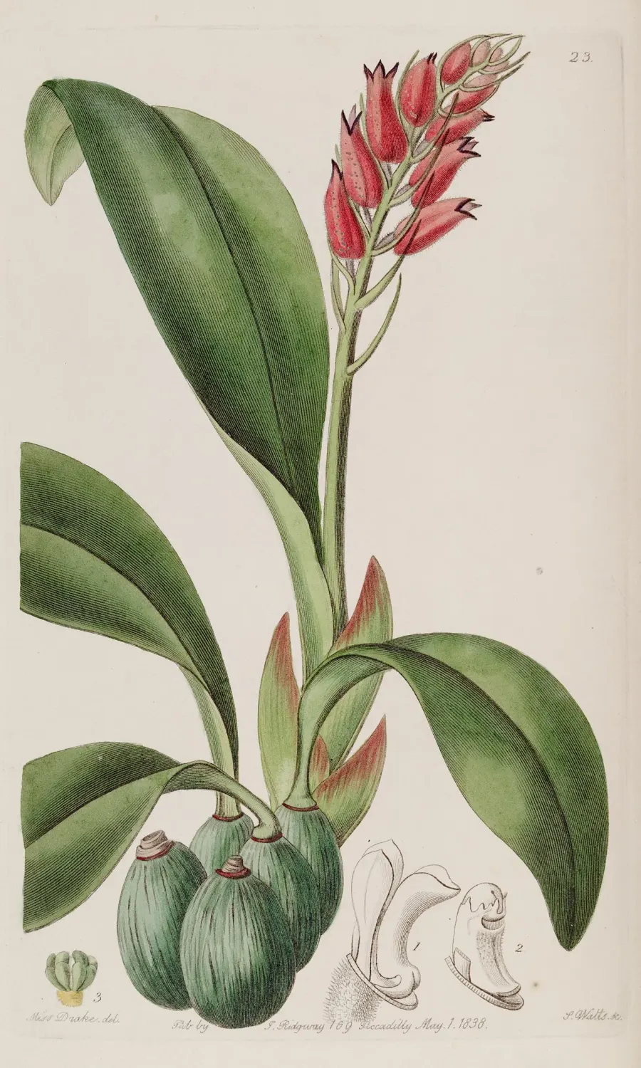 La carte Cryptochilus