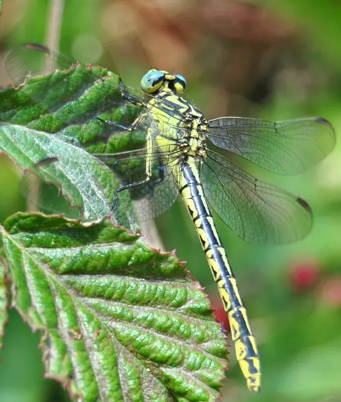 The Gomphus graslinii card