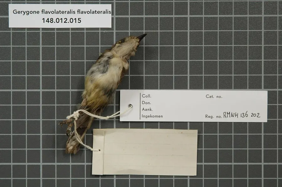 The Fan-tailed gerygone card