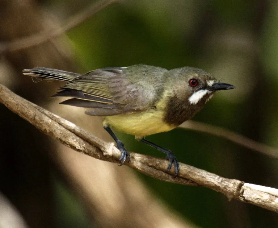 The Fairy gerygone card