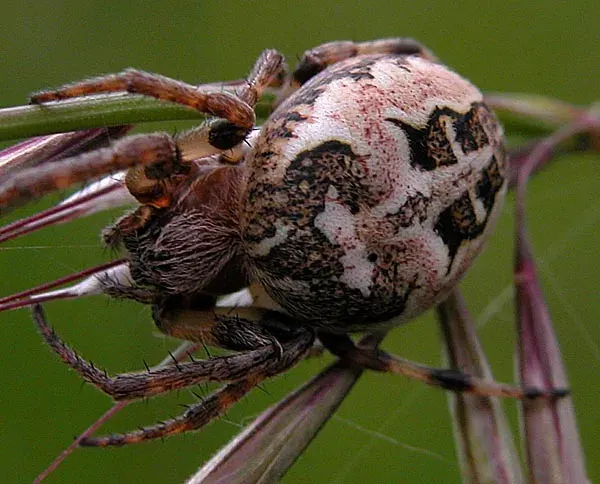 La carte Larinioides cornutus