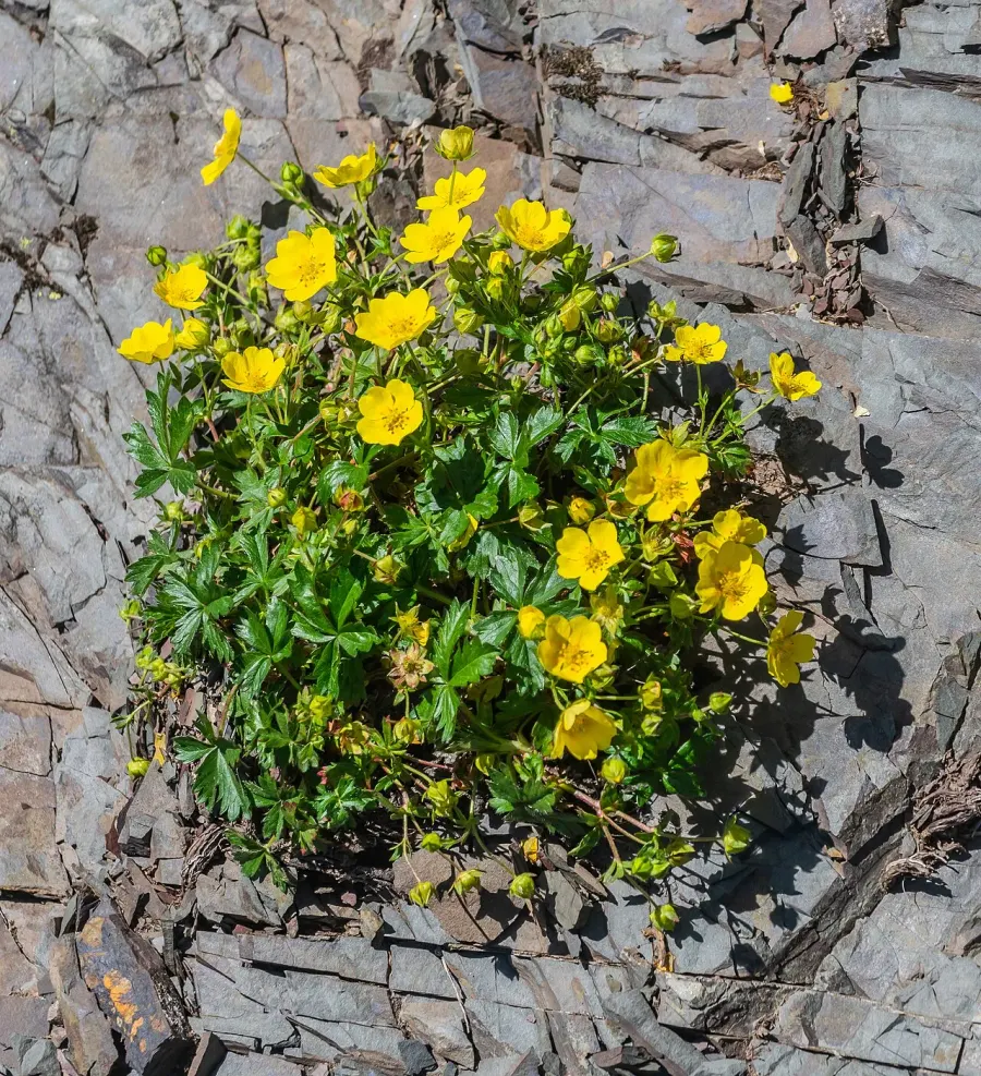 La carte Potentilla reptans